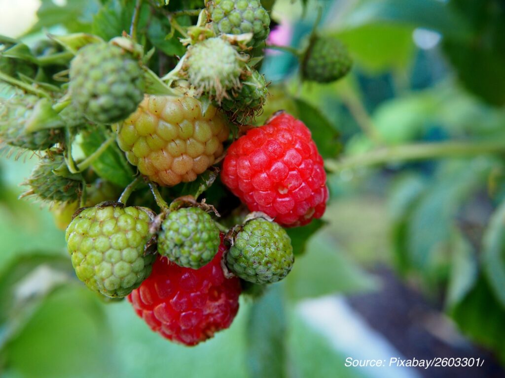 PV greenhouse for soft fruits