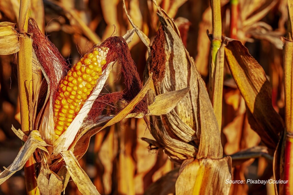 Hydrogen production from biomass