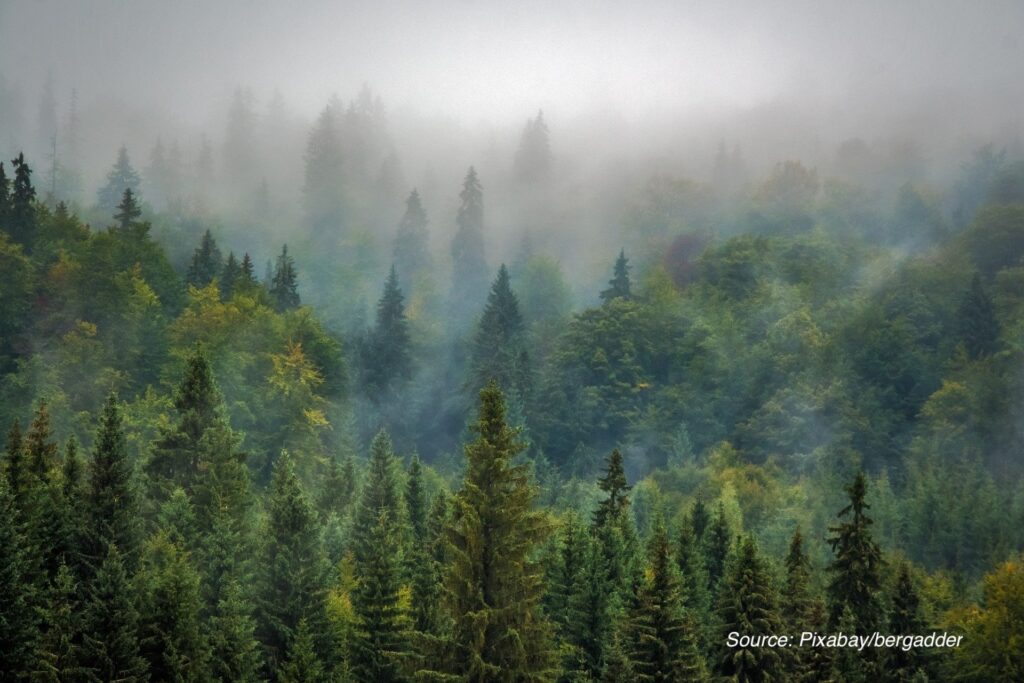More than 100 countries pledge to protect forests