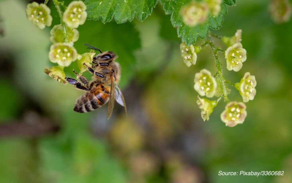 Bee and insect protection at school